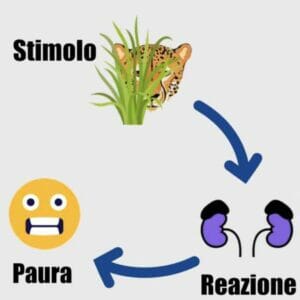 Fisiologia dell'ansia: Grafico ansia